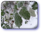 Bramble leaves