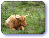 Highland cow