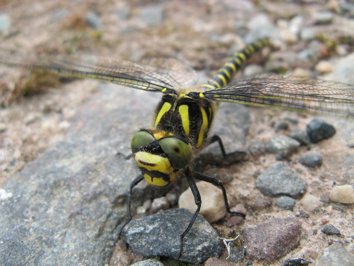 Dragon fly