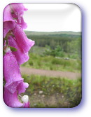 Foxglove