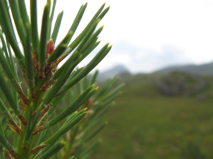 Pine needles