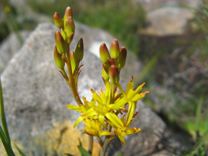 Yellow flower