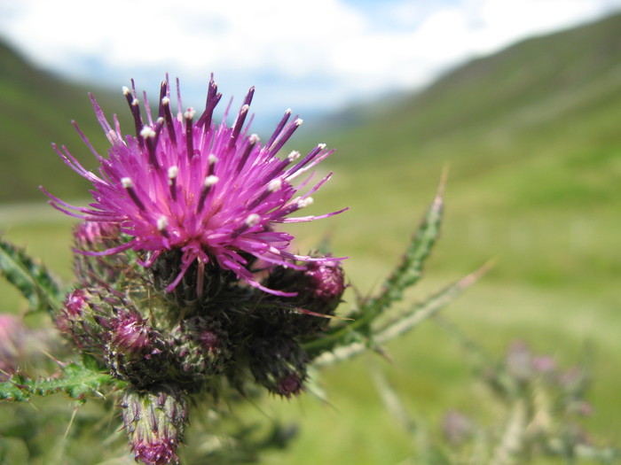 Thistle