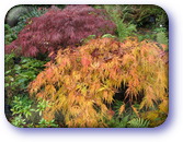 Acers