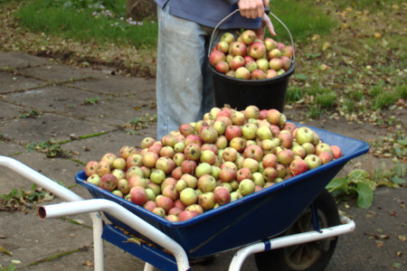 Collected apples